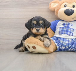 7 week old Mini Bernedoodle Puppy For Sale - Seaside Pups