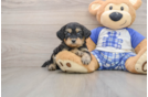 Smart Mini Bernedoodle Poodle Mix Pup