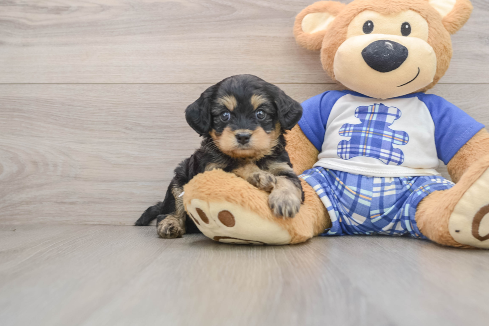 Smart Mini Bernedoodle Poodle Mix Pup