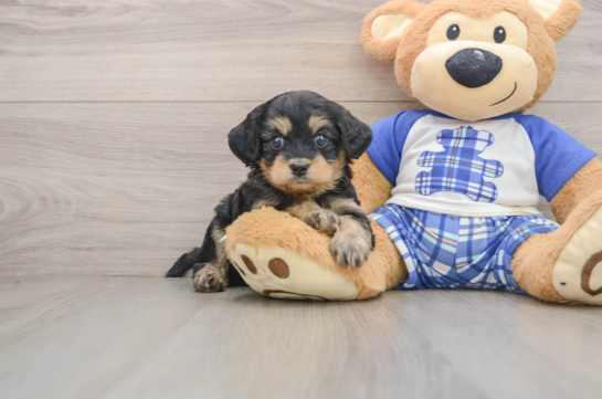 Smart Mini Bernedoodle Poodle Mix Pup