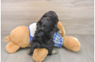 Energetic Mini Bernadoodle Poodle Mix Puppy