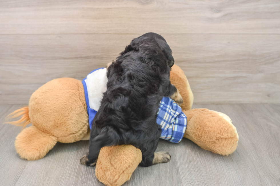 Energetic Mini Bernadoodle Poodle Mix Puppy