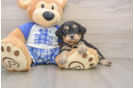 Happy Mini Bernedoodle Baby