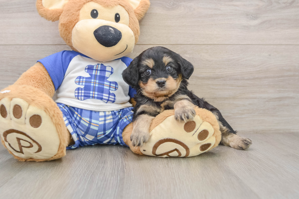 Happy Mini Bernedoodle Baby