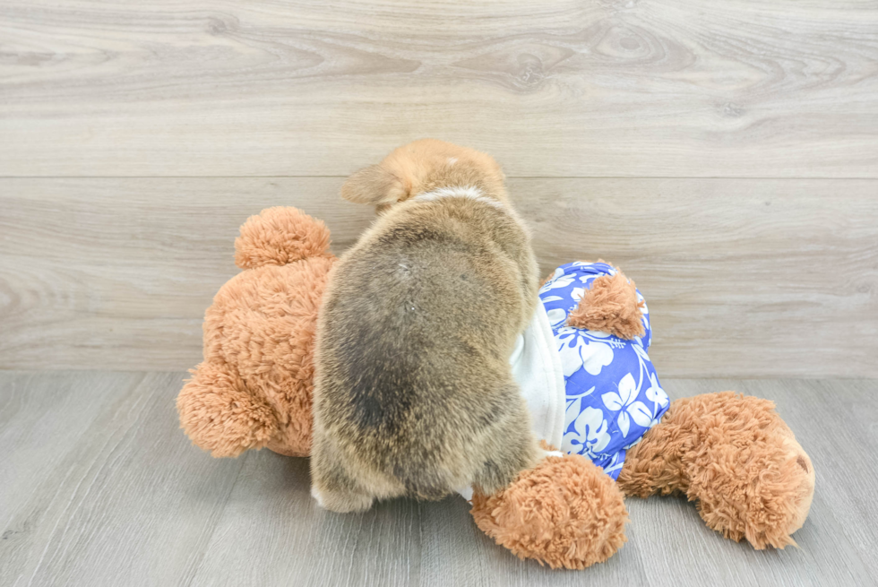 Pembroke Welsh Corgi Pup Being Cute