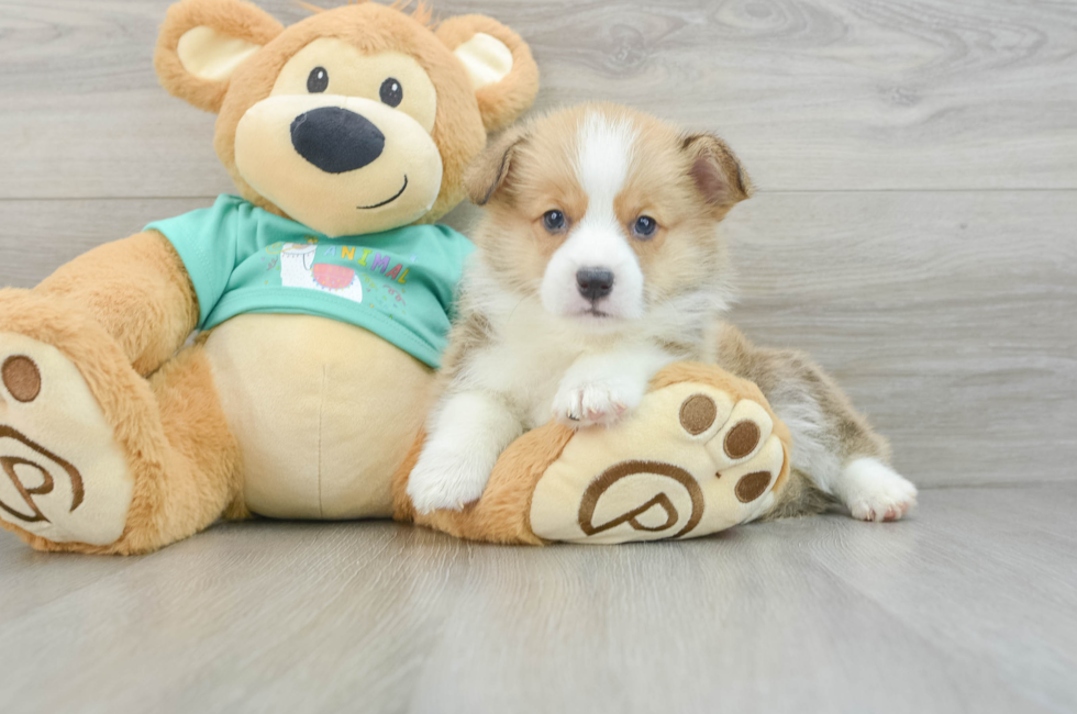 7 week old Pembroke Welsh Corgi Puppy For Sale - Seaside Pups