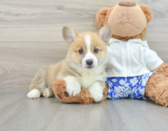 7 week old Pembroke Welsh Corgi Puppy For Sale - Seaside Pups