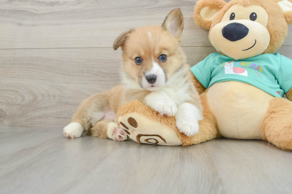 Happy Pem Corgi Purebred Puppy