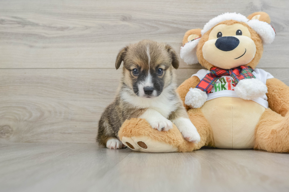 Pembroke Welsh Corgi Puppy for Adoption