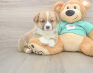 5 week old Pembroke Welsh Corgi Puppy For Sale - Seaside Pups