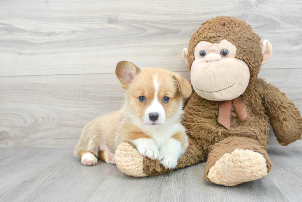 Hypoallergenic Pembroke Welsh Corgi Baby