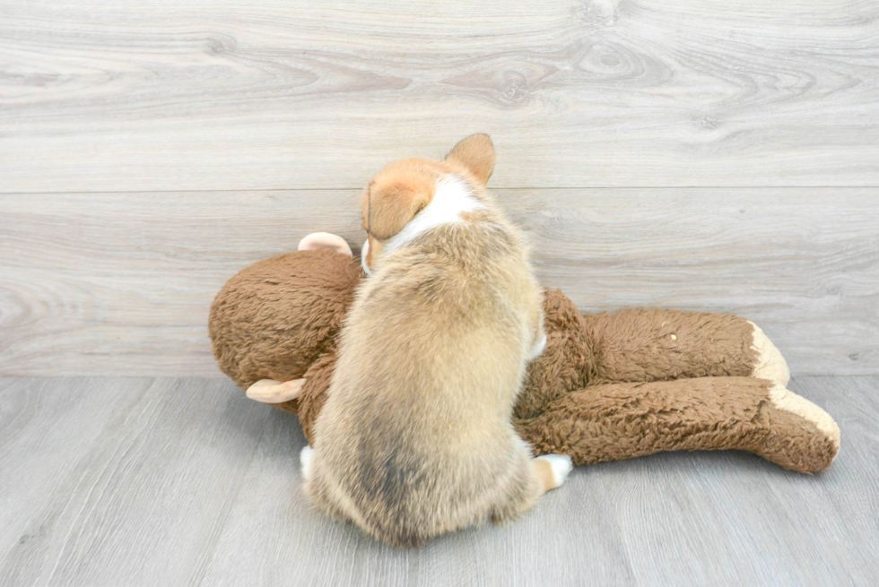 Best Pembroke Welsh Corgi Baby