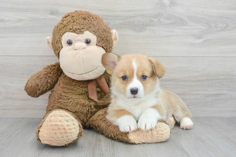 Pembroke Welsh Corgi Pup Being Cute