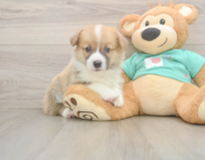 5 week old Pembroke Welsh Corgi Puppy For Sale - Seaside Pups