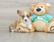 7 week old Pembroke Welsh Corgi Puppy For Sale - Seaside Pups