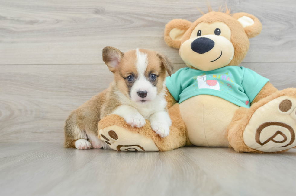 8 week old Pembroke Welsh Corgi Puppy For Sale - Seaside Pups