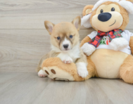 5 week old Pembroke Welsh Corgi Puppy For Sale - Seaside Pups