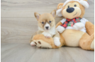 Best Pembroke Welsh Corgi Baby