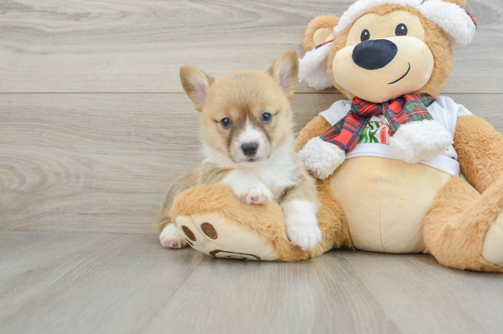 5 week old Pembroke Welsh Corgi Puppy For Sale - Seaside Pups