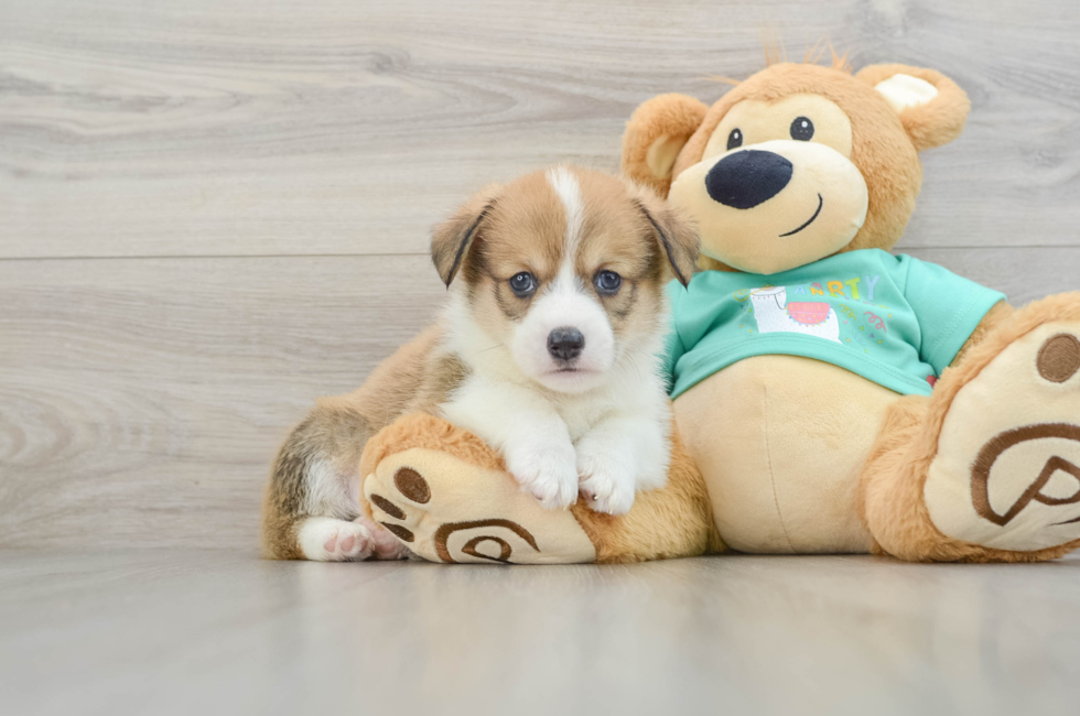 8 week old Pembroke Welsh Corgi Puppy For Sale - Seaside Pups