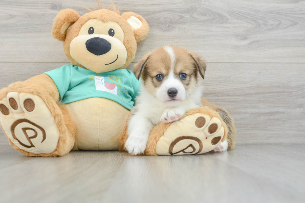 Pembroke Welsh Corgi Puppy for Adoption