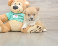 5 week old Pembroke Welsh Corgi Puppy For Sale - Seaside Pups