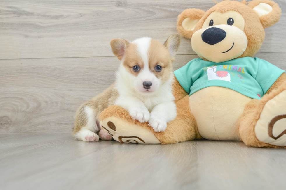 Funny Pembroke Welsh Corgi Baby