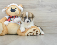 5 week old Pembroke Welsh Corgi Puppy For Sale - Seaside Pups