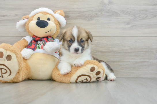 Popular Pembroke Welsh Corgi Purebred Pup