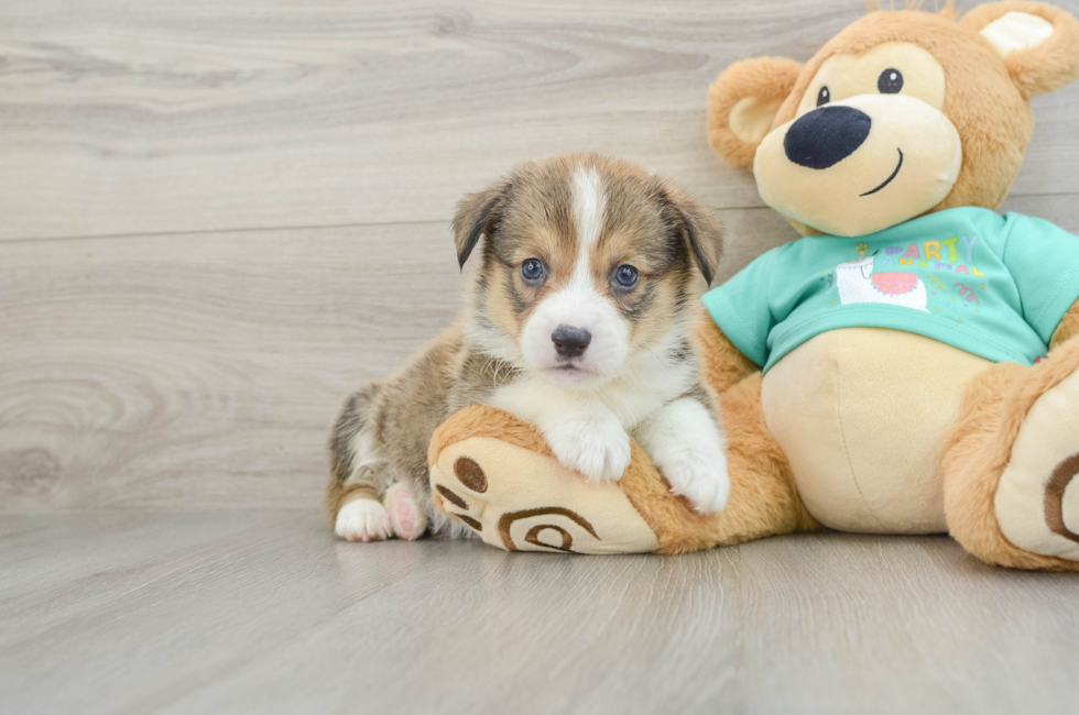 8 week old Pembroke Welsh Corgi Puppy For Sale - Seaside Pups