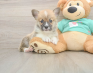 5 week old Pembroke Welsh Corgi Puppy For Sale - Seaside Pups