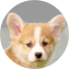 Pembroke Welsh Corgi Puppy For Sale - Seaside Pups Pembroke Welsh Corgi Puppy For Sale - Seaside Pups