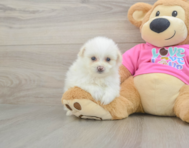 5 week old Pomachon Puppy For Sale - Seaside Pups