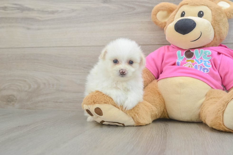 5 week old Pomachon Puppy For Sale - Seaside Pups