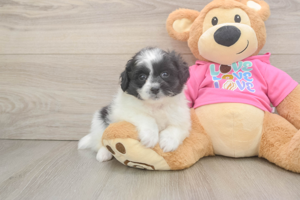 Pomachon Pup Being Cute