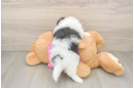 Small Pomachon Baby