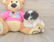 5 week old Pomachon Puppy For Sale - Seaside Pups