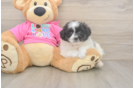Pomachon Pup Being Cute