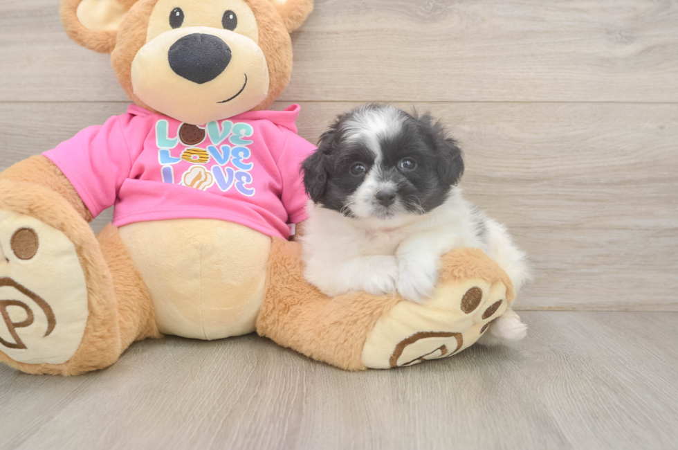 6 week old Pomachon Puppy For Sale - Seaside Pups