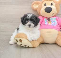 8 week old Pomachon Puppy For Sale - Seaside Pups