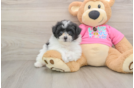 Cute Pomachon Baby