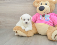 5 week old Pomachon Puppy For Sale - Seaside Pups