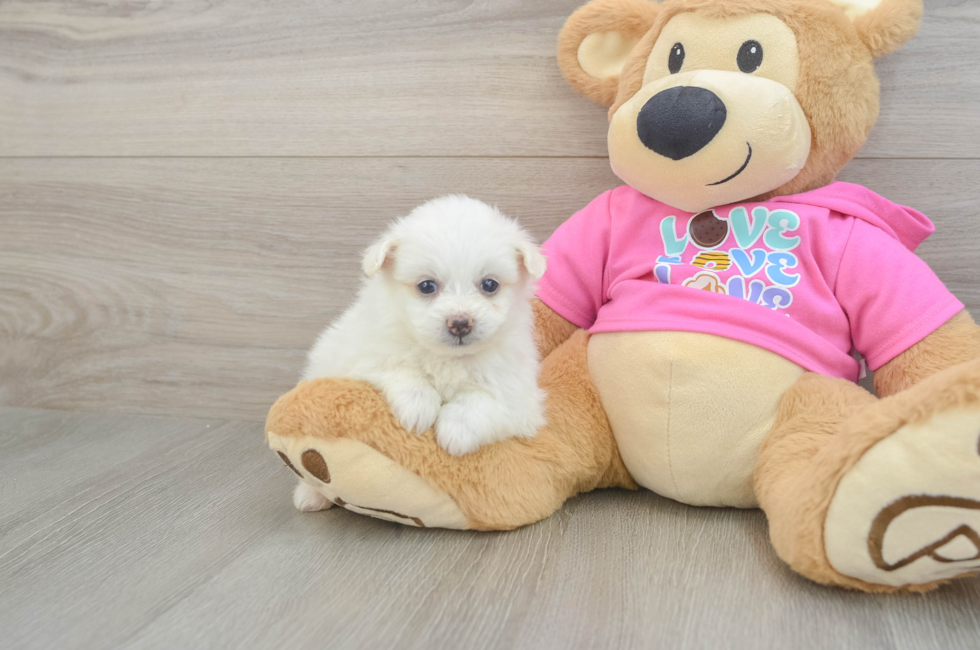 5 week old Pomachon Puppy For Sale - Seaside Pups