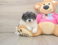 5 week old Pomachon Puppy For Sale - Seaside Pups