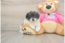 Petite Pomachon Designer Pup
