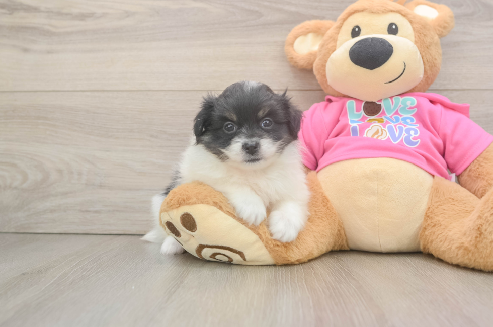6 week old Pomachon Puppy For Sale - Seaside Pups