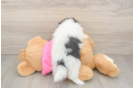 Pomachon Pup Being Cute