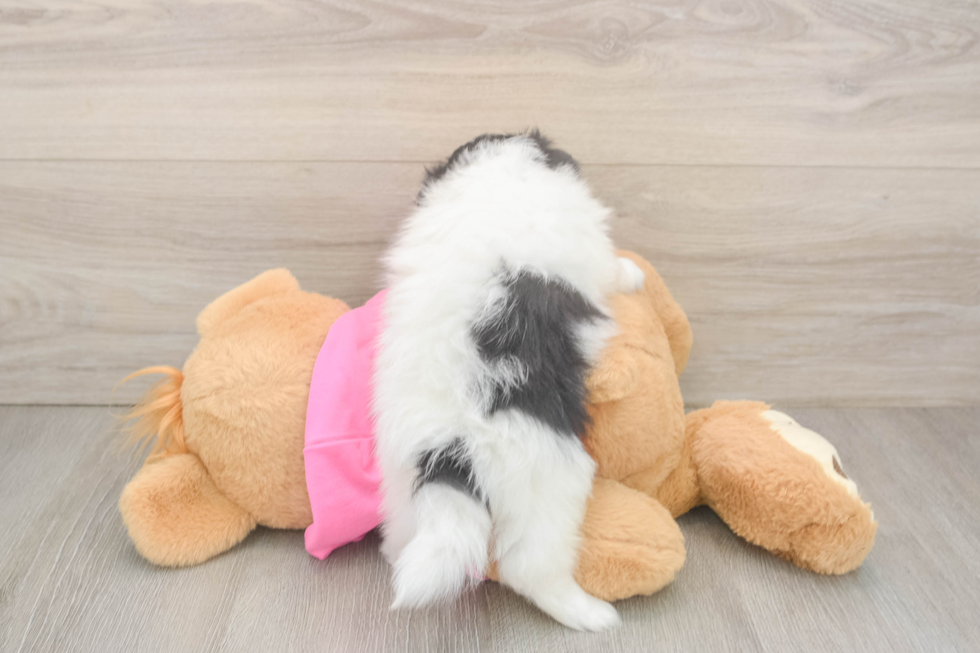 Pomachon Pup Being Cute
