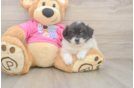 Best Pomachon Baby