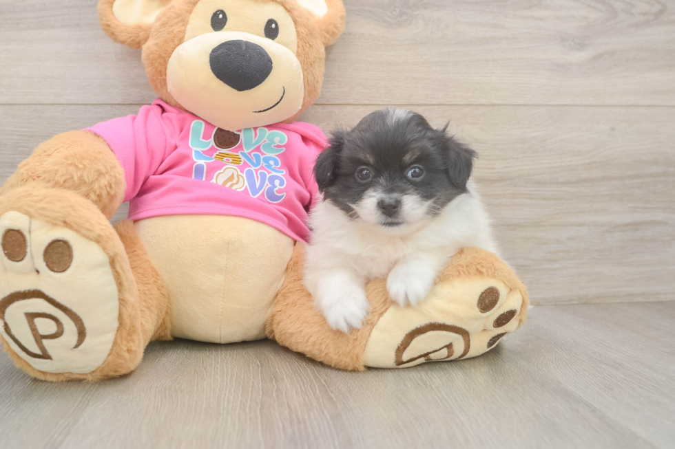 Best Pomachon Baby
